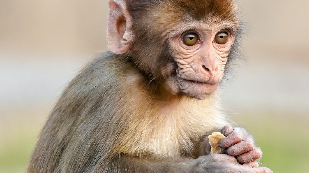 Ce determină statutul pentru populațiile de babuini