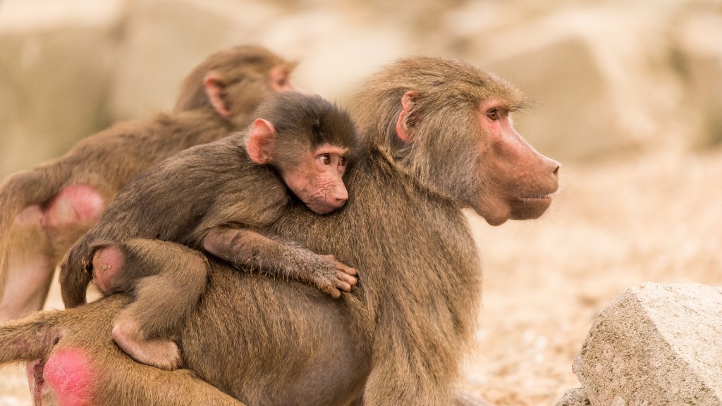 Cum sunt stresați babuinii în comparație