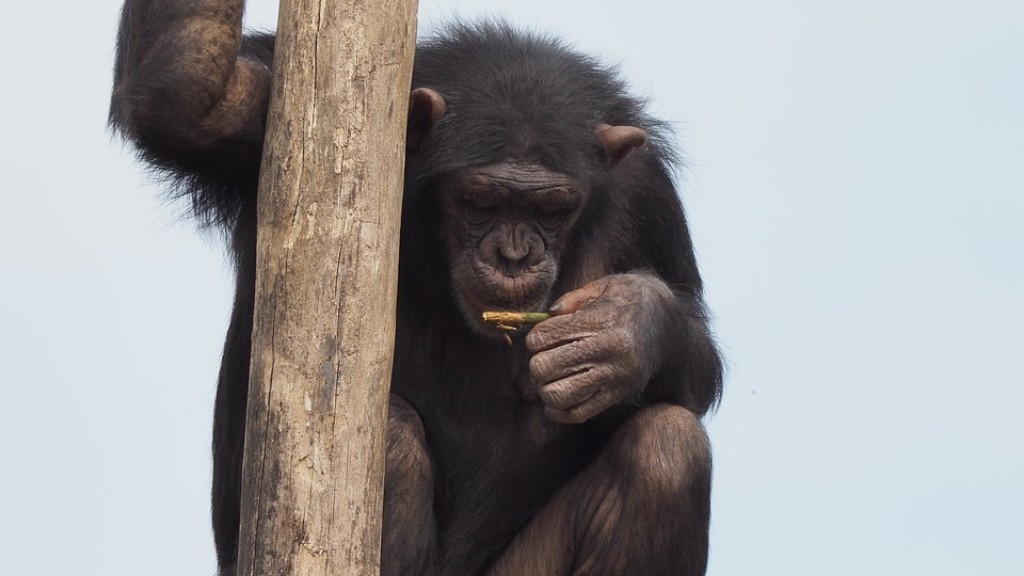 Cum să faci un cimpanzeu din lut