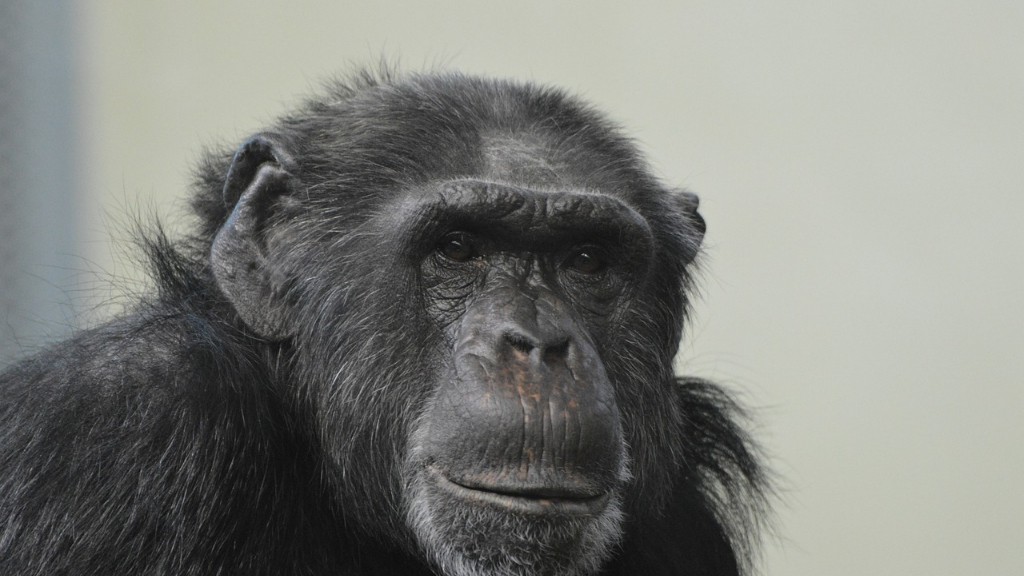 Oamenii au ADN de cimpanzeu