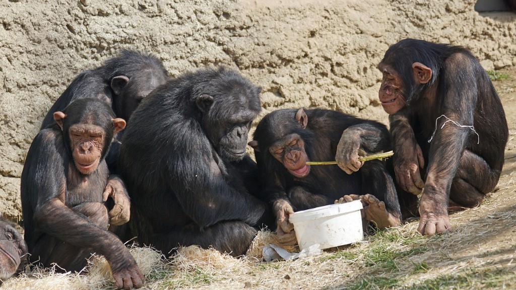 Cum mănâncă un cimpanzeu o banană