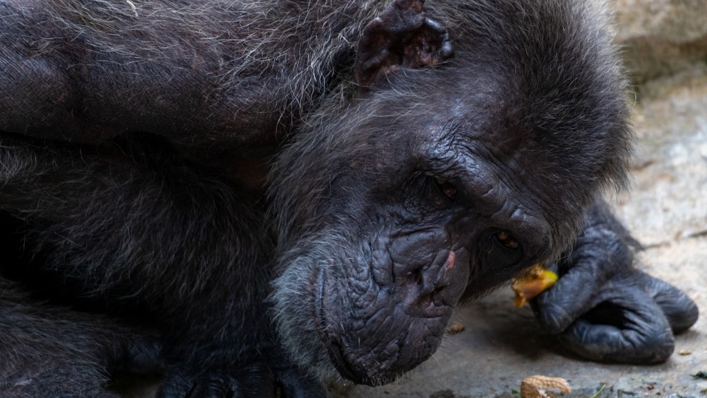 Sunt cimpanzeii agresivi