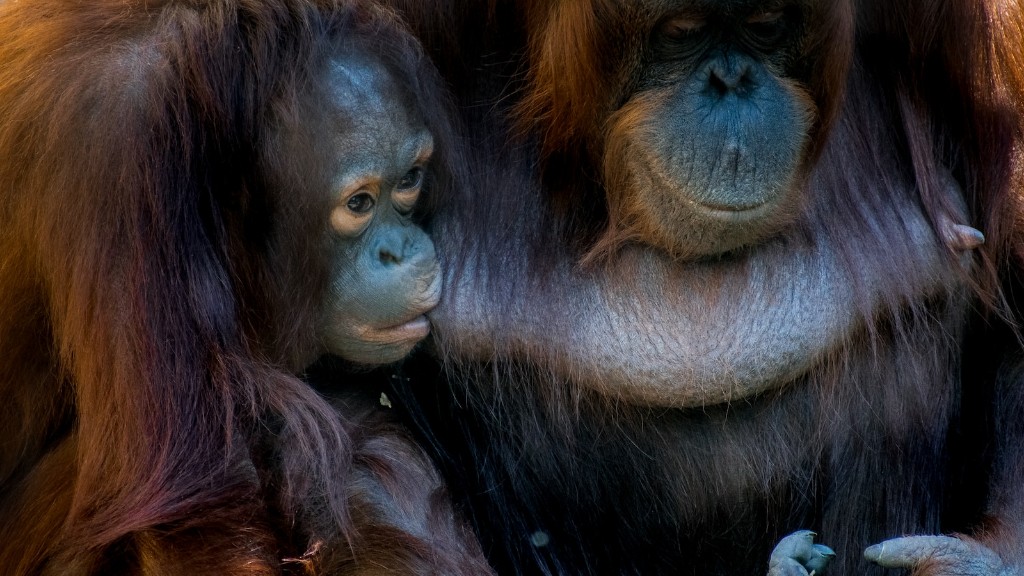 Animal Planet spune păsărică orangutan